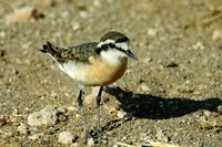 : Charadrius pecuarius; Kittlitz's Plover