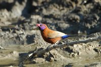 : Granatina granatina; Violet-eared Waxbill