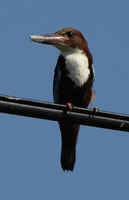 : Halcyon smyrnensis; White-throated Kingfisher