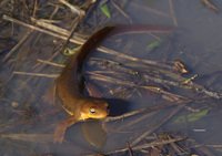 : Taricha torosa torosa; Coast Range Newt