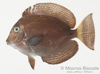 : Acanthurus blochii