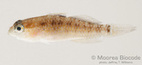 : Asterropteryx ensifera