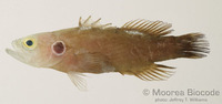 : Grammistops ocellatus