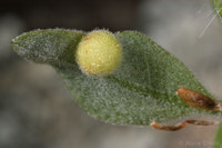 : Andricus atrimentus; Striped Volcano Gall Wasp;