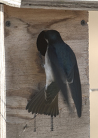 : Tachycineta bicolor; Tree Swallow