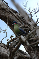 : Tauraco hartlaubi; Hartlaub's Turaco