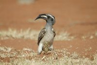 : Tockus nasutus; African Grey Hornbill