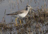 : Tringa flavipes; Lesser Yellowlegs