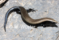 : Chalcides viridanus; Tenerife Skink