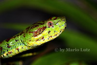 : Parias (trimeresurus) flavomaculatus; Yellowspotted Bamboo Viper