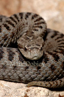 : Vipera seoanei cantabrica; Cantabrian Viper