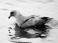 Northern Fulmar. 14 October 2006. Photo by Tim Shelmerdine