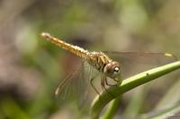 Brachythemis contaminata  photo