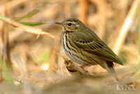 Olive-backed Pipit 樹鷚