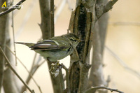 Fig. 6. Yellow-browed Warbler : 노랑눈썹솔새