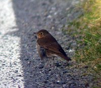 Swainson's Thrush