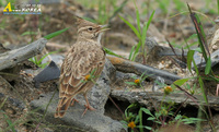 Fig. 6. Crested Lark : 뿔종다리