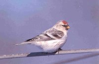 Hoary Redpoll - refernce Feb 29th report