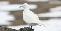 Ivory gull Pagophila eburnea