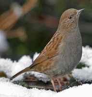 Japanese Accentor  » Prunella rubida