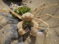 Inachus phalangium - Spider Crab