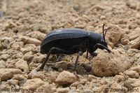 Pimelia ascendens