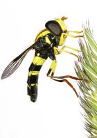 Xanthogramma pedissequum
