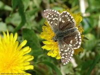 Pyrgus malvae - Grizzled Skipper