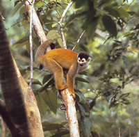 Red-backed squirrel monkey (Saimiri oerstedti oerstedti)
