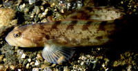 Zoarces viviparus, Viviparous blenny: fisheries, aquarium