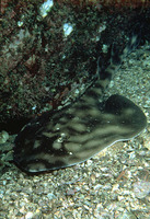 Zapteryx exasperata, Banded guitarfish: fisheries