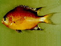 Chromis atripes, Dark-fin chromis: aquarium