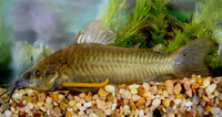 Hoplosternum littorale, Hassar: fisheries, aquaculture, aquarium
