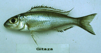 Cardiopharynx schoutedeni, : aquarium