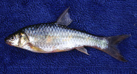 Barbus neumayeri, Neumayer's barb:
