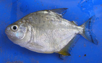 Serrasalmus spilopleura, Speckled piranha: fisheries, aquarium