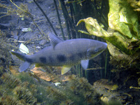 Leporinus friderici, Threespot leporinus: fisheries, aquaculture