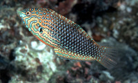 Macropharyngodon ornatus, False leopard: aquarium