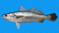 Cynoscion squamipinnis, Weakfish: fisheries
