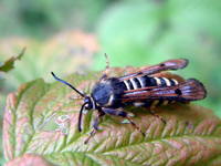 Pennisetia hylaeiformis - Raspberry Clearwing Moth