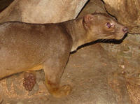 Image of: Cryptoprocta ferox (fossa)