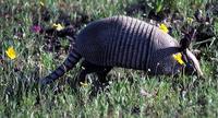 Image of: Dasypus novemcinctus (nine-banded armadillo)