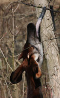 Image of: Okapia johnstoni (okapi)