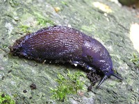 Bielzia coerulans