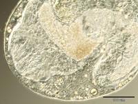 Rhipidocotyle