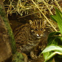 Image of: Prionailurus viverrinus (fishing cat)