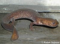 Pachyhynobius shangchengensis
