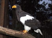 Haliaeetus pelagicus - Steller's Sea-Eagle