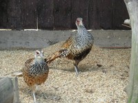 Catreus wallichii - Cheer Pheasant