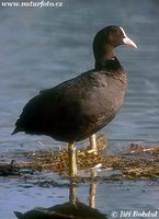 Fulica atra - Common Coot